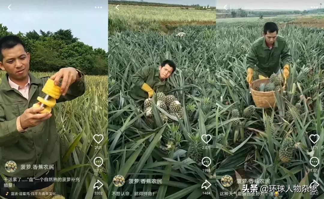 火山上有片“菠萝的海”，火山上有个“菠萝哥”