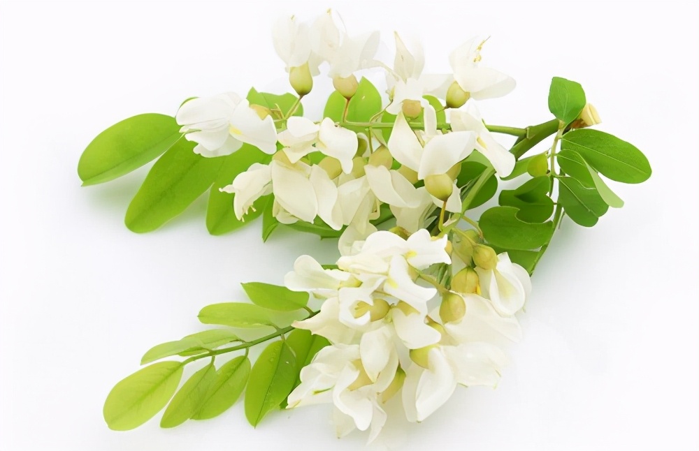 遥远的乡愁原文,遥远的乡愁1976