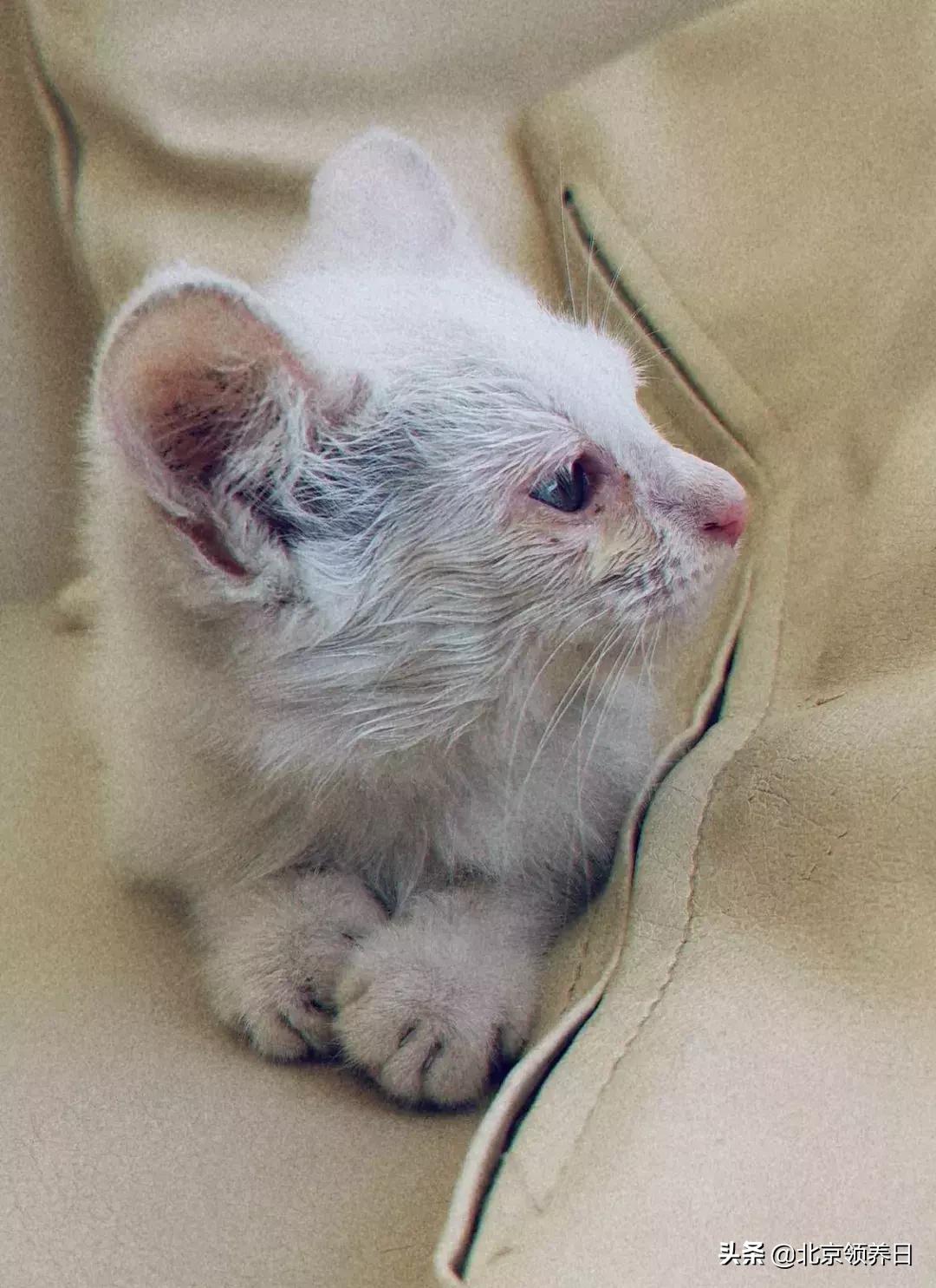 #领养代替购买#给它们一个家|线上宠物领养日,20190608加场