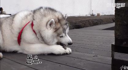 二哈减肥,为什么二哈会变瘦