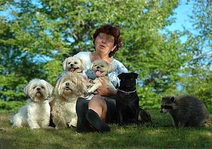 浣熊性格,浣熊性格爱好特点