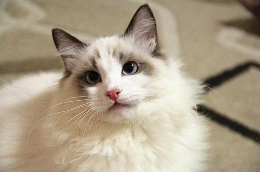 猫中贵族一只多少钱,猫多少钱一只波斯猫