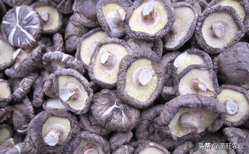 家庭没有烘干机香菇怎么烘干,香菇烘干机的操作