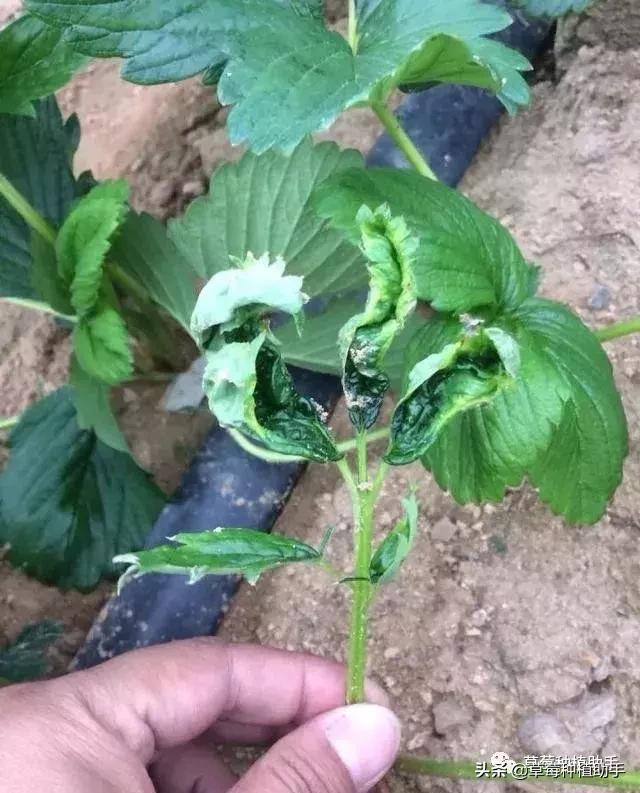 草莓病毒病高发期来了！得了基本没救，预防是关键