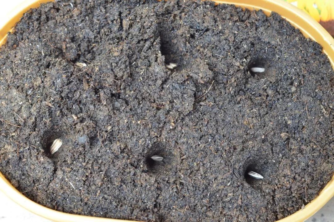 向日葵的盆栽种植方法,向日葵盆栽种植方法全过程