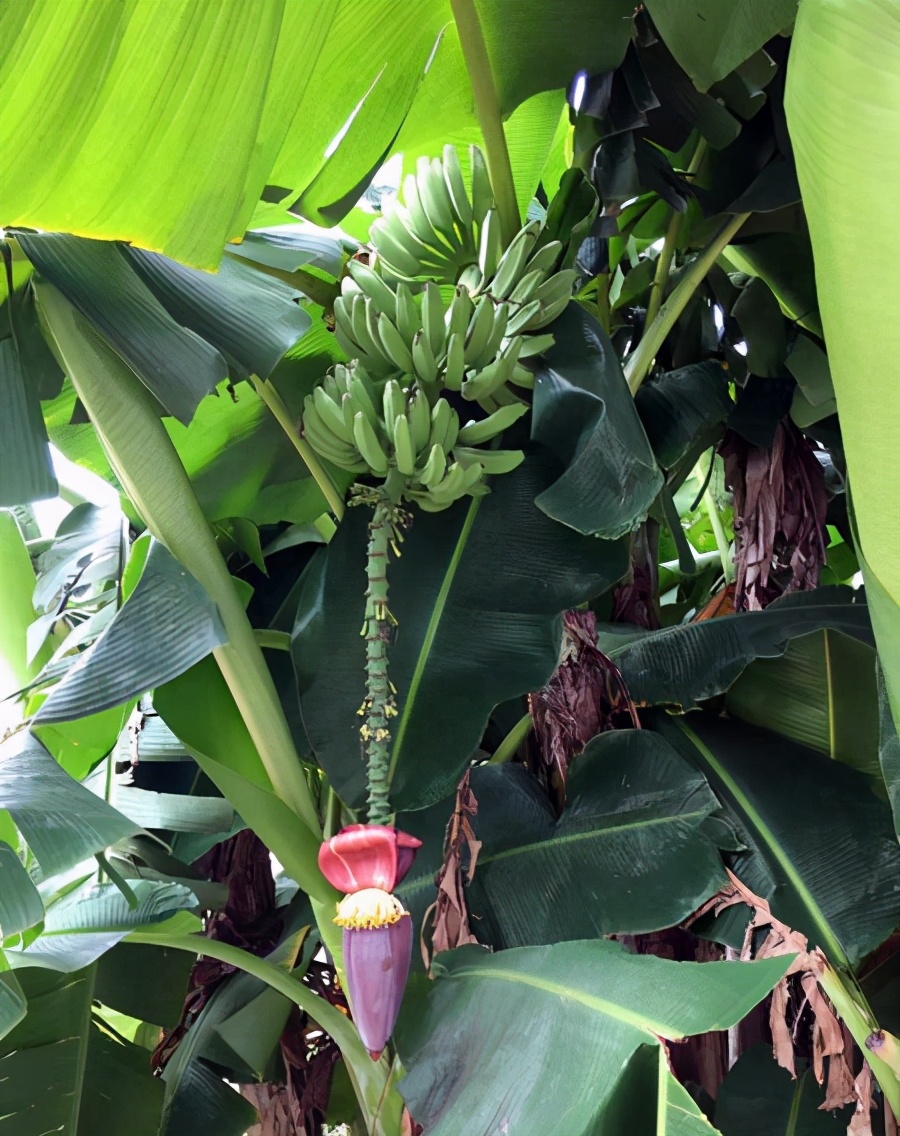 芭蕉树香蕉树的区别,芭蕉树和香蕉树的区别