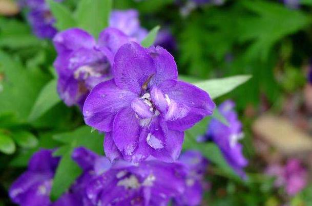 飞燕草黑斑怎么办,飞燕草叶片发黄焦边