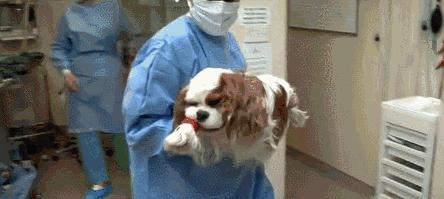 人类对狗的伤害,人类对狗的迷惑行为