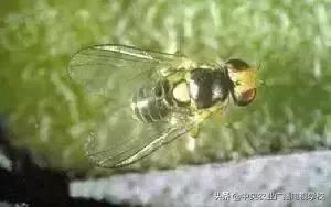 蔬菜地下害虫的最佳防治方法,防治蔬菜害虫用小苏打和白醋怎样