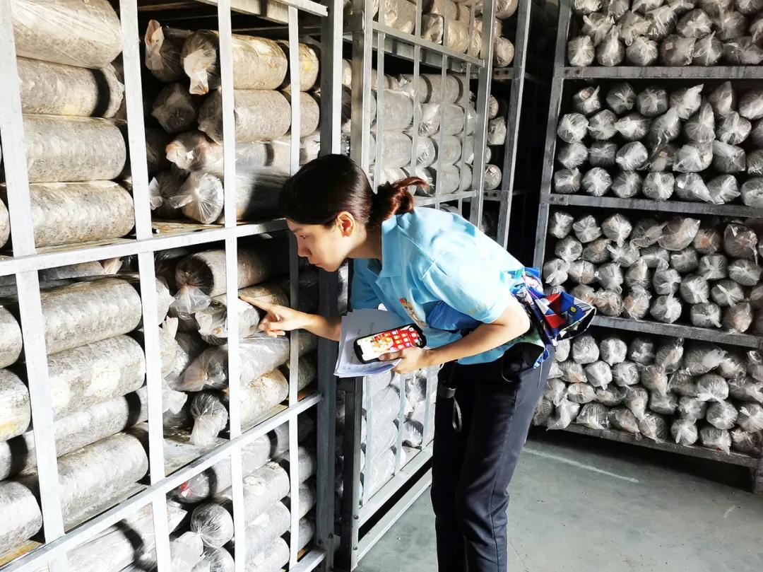 小香菇撑起团风县的“致富伞”