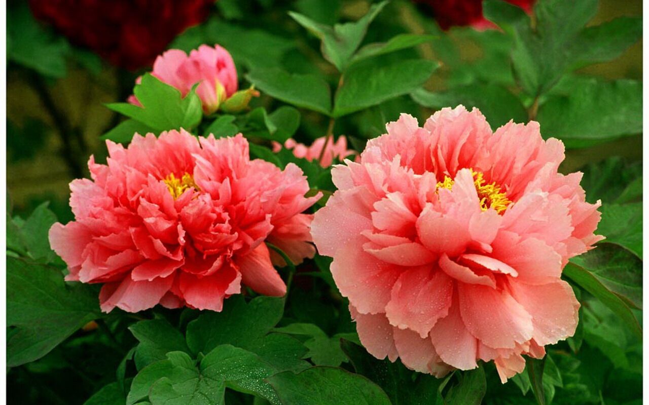 养花也要经历九九八十一难,养花的苦恼有哪些