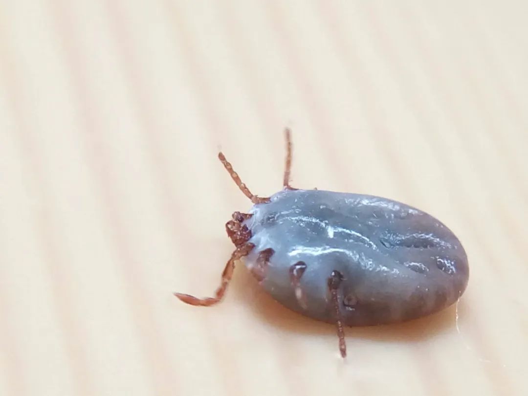 春天驱虫的生活小妙招,驱虫春季宠物