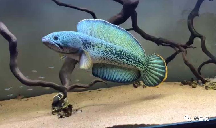 老百姓养得起的观赏鱼,皮实好养的本土观赏鱼有哪些