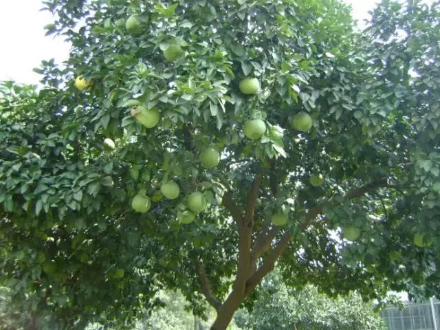 海南珍贵树木有哪些图片,海南花草树木名称大全