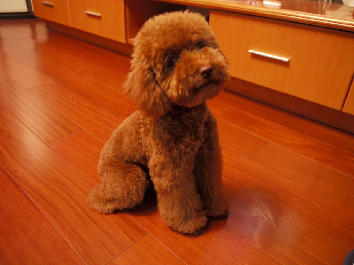 养泰迪犬的几大误区,饲养泰迪犬的6个注意事项是什么