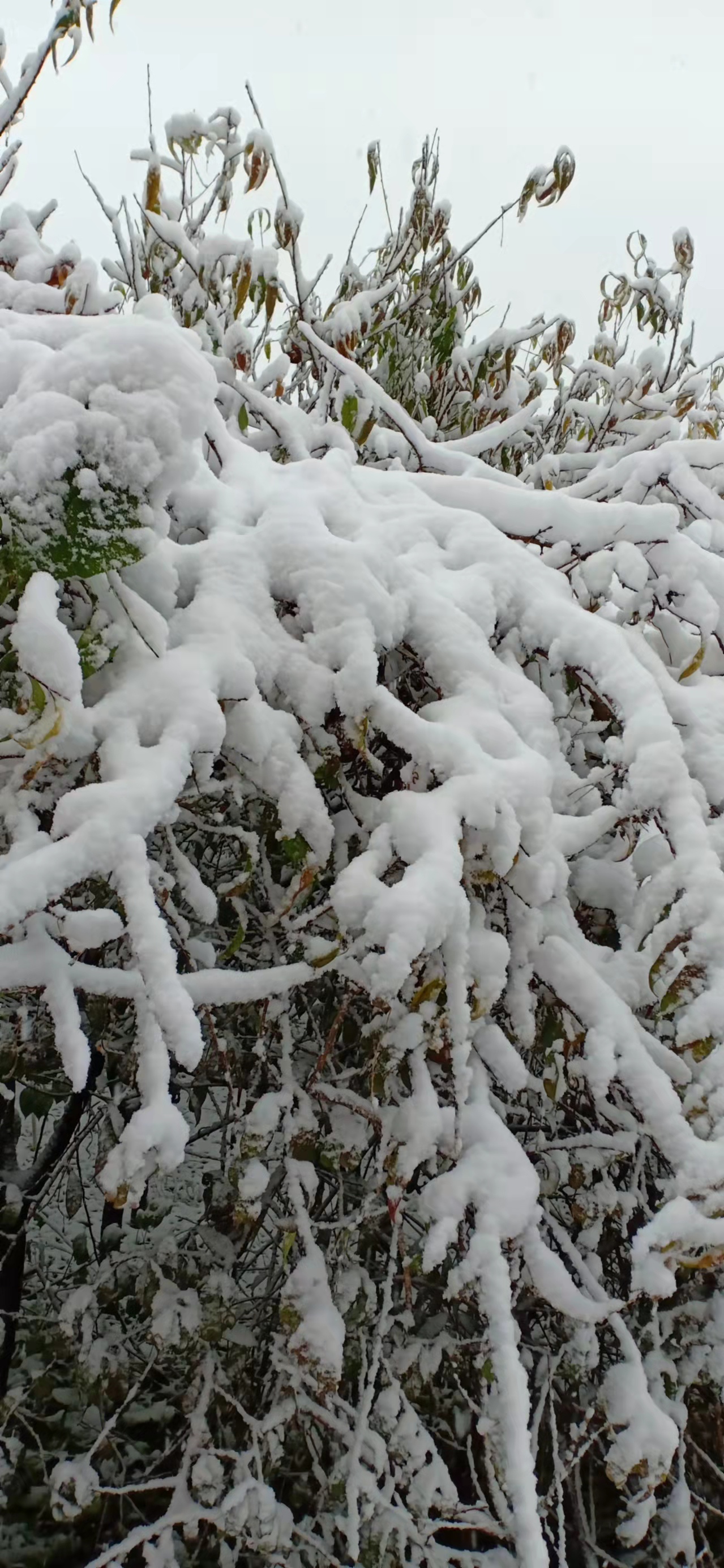 七绝立冬感怀新韵,五绝立冬感怀