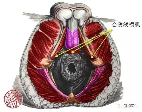 医学笔记︱男性会阴部的肌肉系统(中肛管水平):(下)