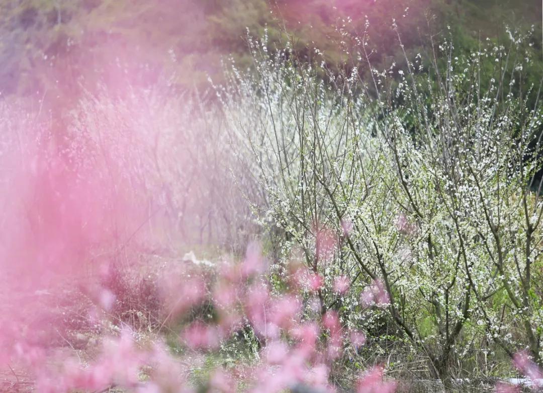 台州藏在深山里的世外桃源,台州家乡春天的美景