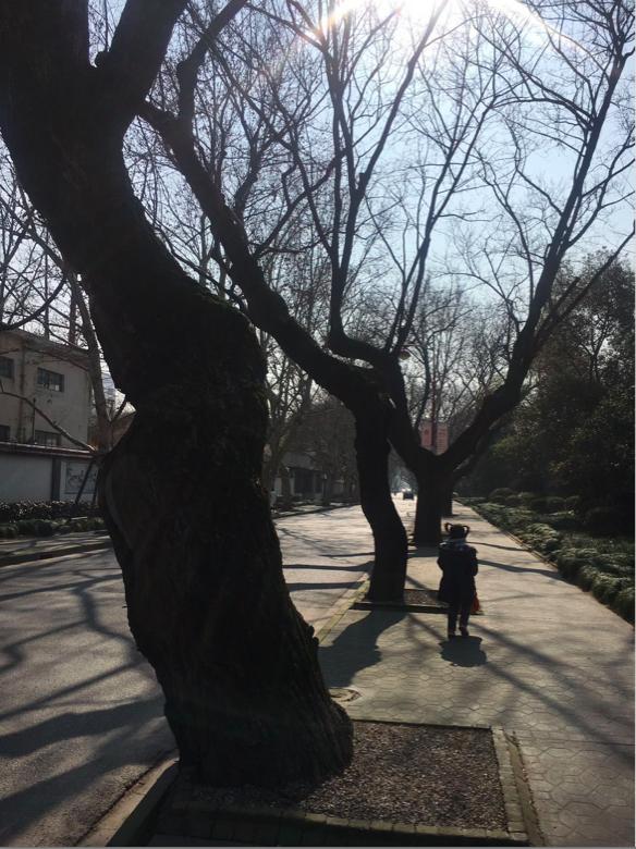 松江河镇夜晚风景,上海松江小镇风景图片