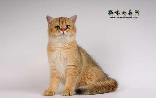 纯种英国蓝猫母猫多少钱,纯种英国短毛银渐层猫价格