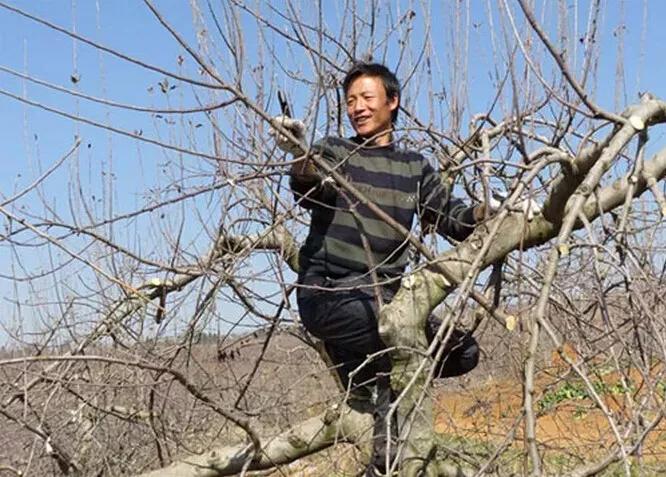 修剪苹果树最好的剪枝方法,果树修剪视频苹果树修剪技术