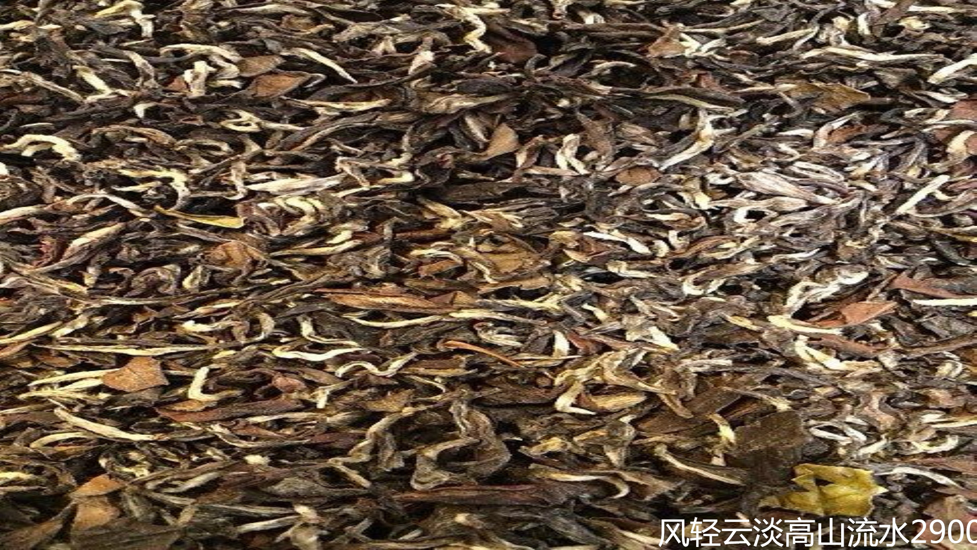 东方美人茶叶被虫子咬过的吗,东方美人茶是什么虫咬的