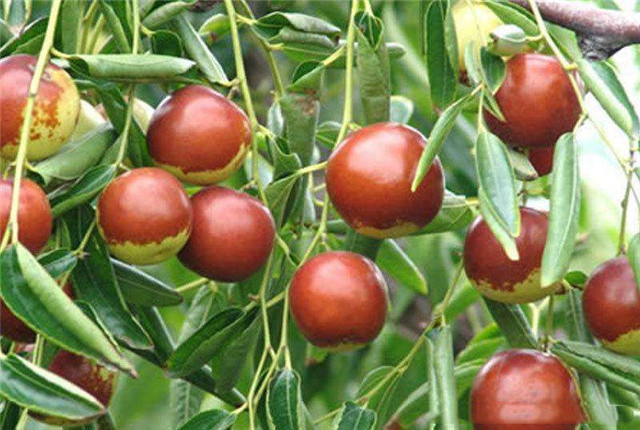 种植大枣怎么能高产,大枣如何丰产好吃