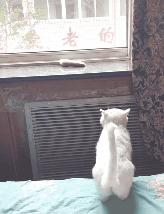 你见过猫咪的眼睛吗,你见过猫咪这种眼神吗