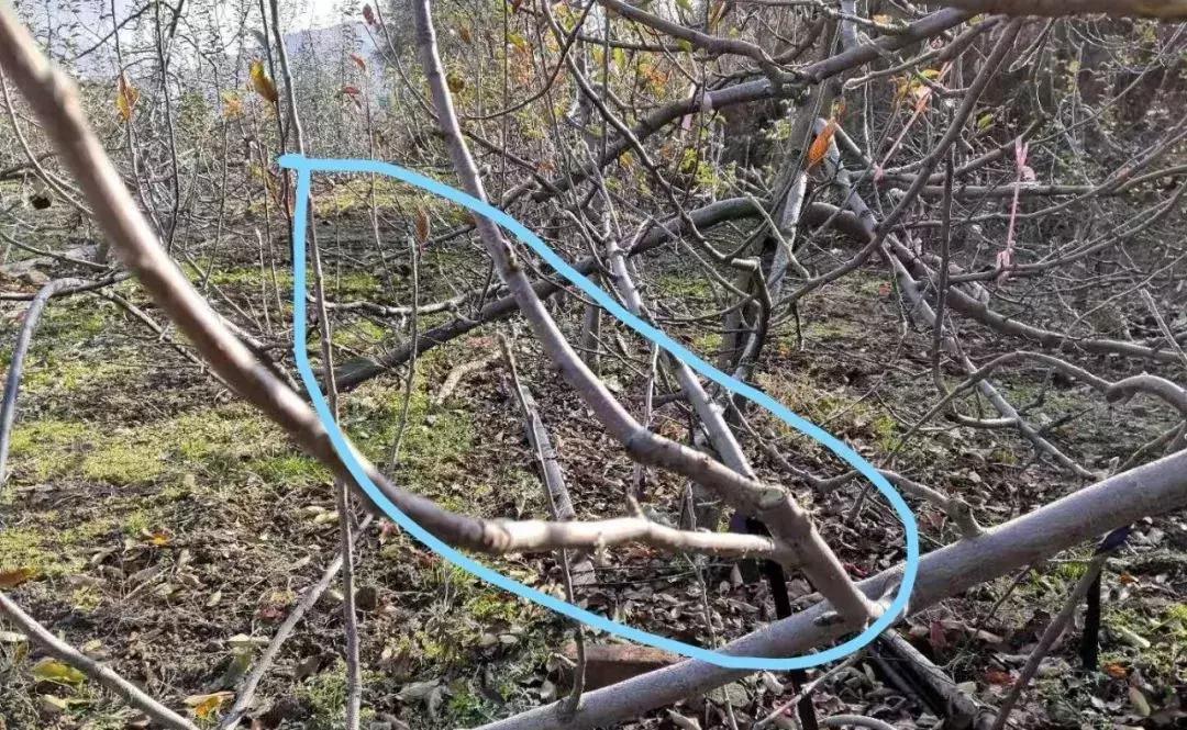 矮化富士苹果树修剪视频,衰弱的短枝富士苹果树修剪全视频