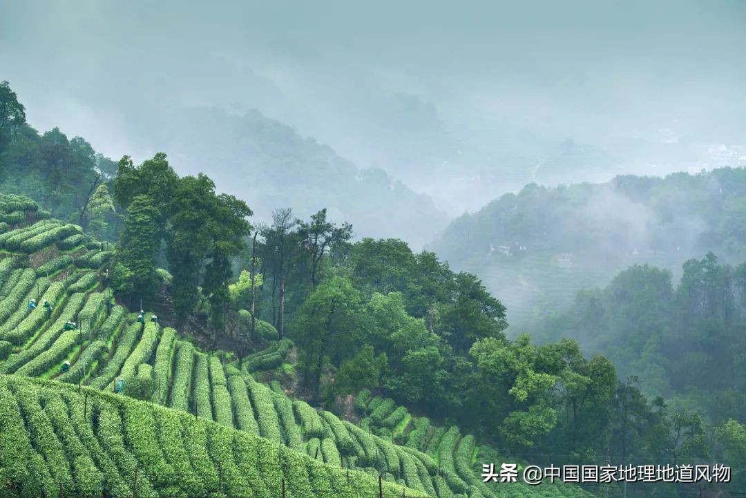 中国茶叶分布图,中国茶区详细分布图