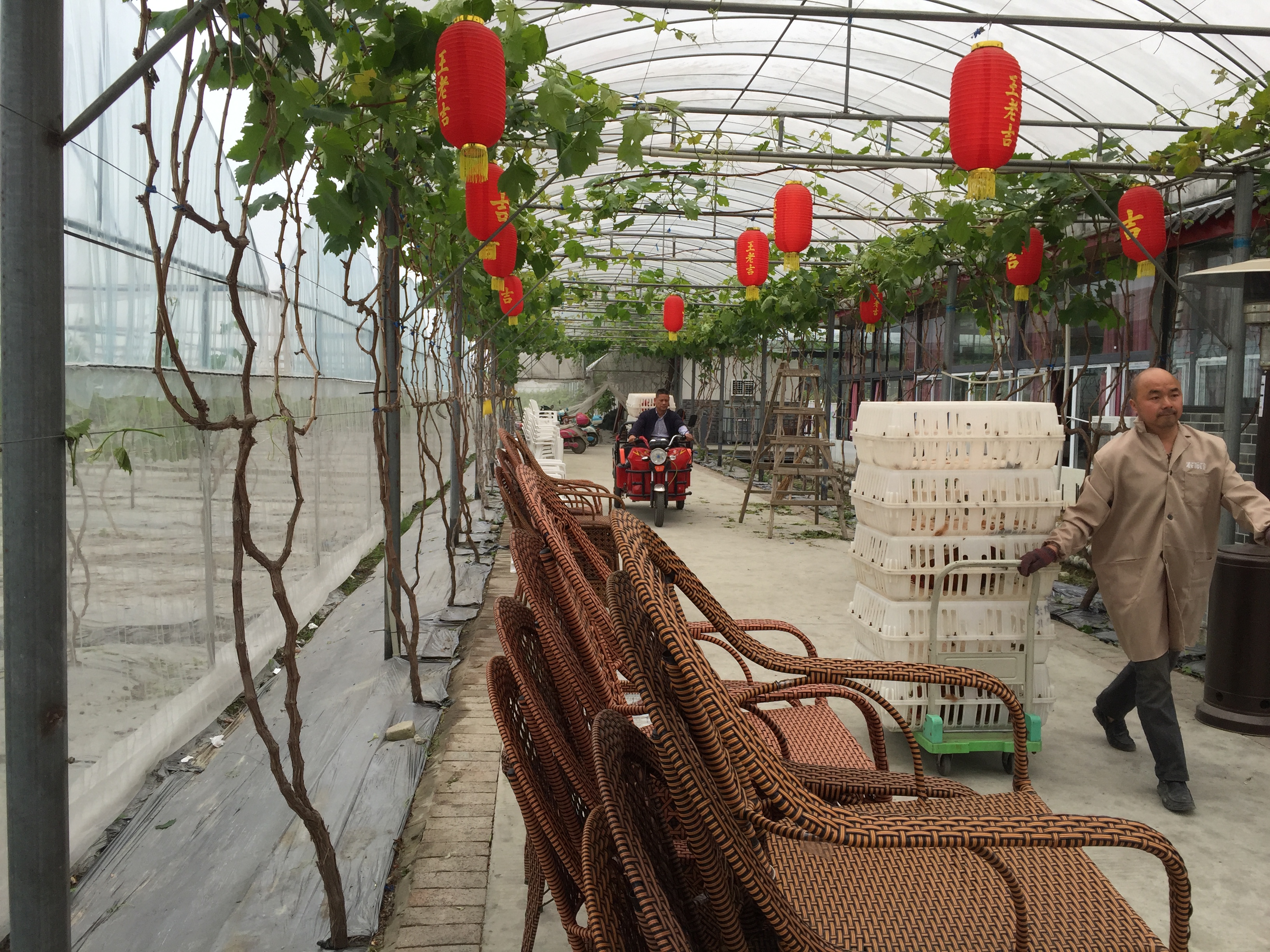 土鸡的销路怎么找,土鸡养殖如何挣钱