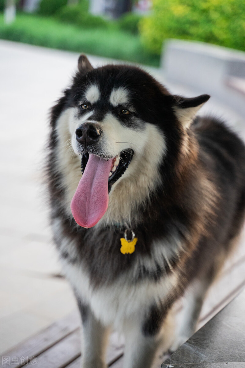 阿拉斯加雪橇犬的优点和缺点,阿拉斯加雪橇犬该怎么养