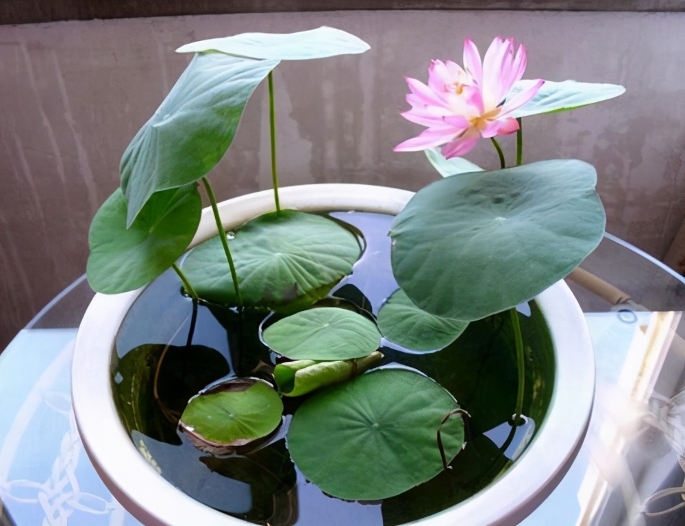 碗莲种植方法大全,碗莲种植方法及说明