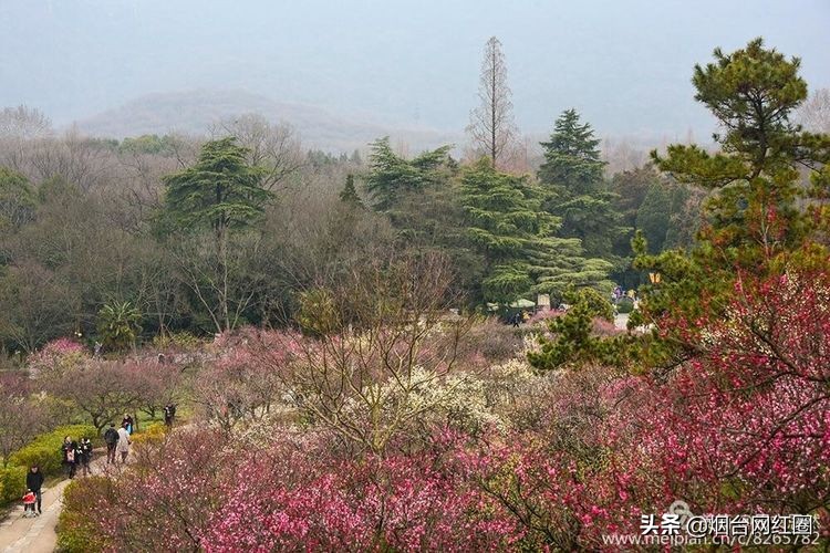 南京梅花山梅花开了吗,来南京梅花山赏梅花