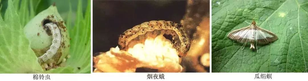 蔬菜害虫防治大全,蔬菜害虫最佳防治方法