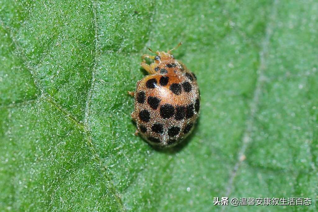 了解昆虫的基本知识,昆虫里面到底有哪些你不认识的