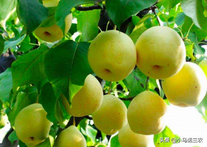梨树采摘全过程,梨树结果期管理