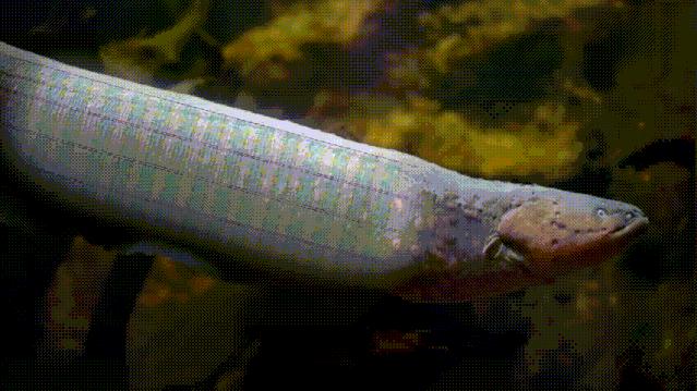 电鳗的电可以发电吗,电鳗为什么能够发电