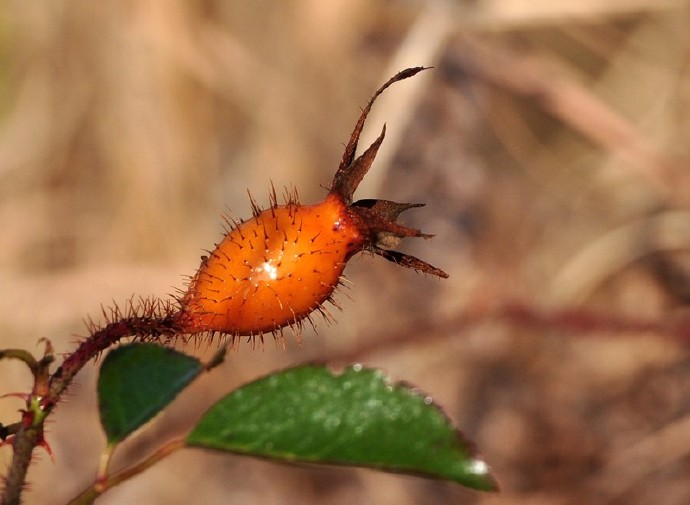 中药药性详细讲解视频,中药药性总论