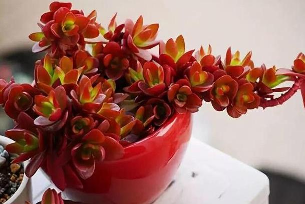 多肉褪色了怎么办,多肉褪色是什么问题