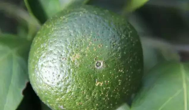 柑橘树树脂病图片大全,柑橘树脂病的防治