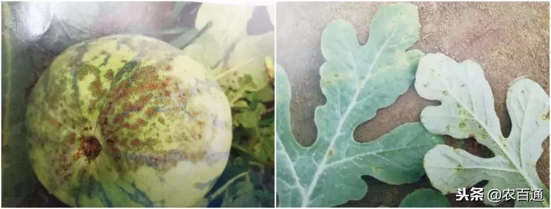 西瓜下雨之前打什么药防治病害,西瓜幼苗病害的各种症状图片