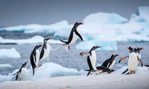 楠勯槼浼肩伀鎶楃柅,涓嶆儳瀵掑啲鎶楃柅