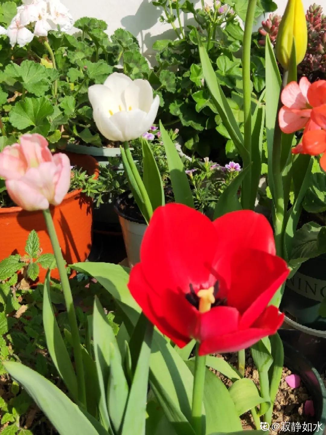 春天开的花有哪些常见又漂亮,十大名花在春天开的有哪些