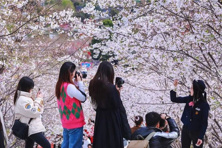 漫花庄园亿朵白樱花绚烂绽放啦，这些樱花的起源你真的知道吗？