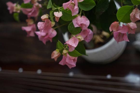 三角梅10大勤花品种,三角梅勤花十大品种