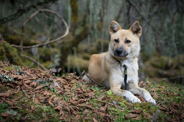 狗狗吐黄水食欲不振怎么治疗,狗狗吐了怎么办又不吃饭