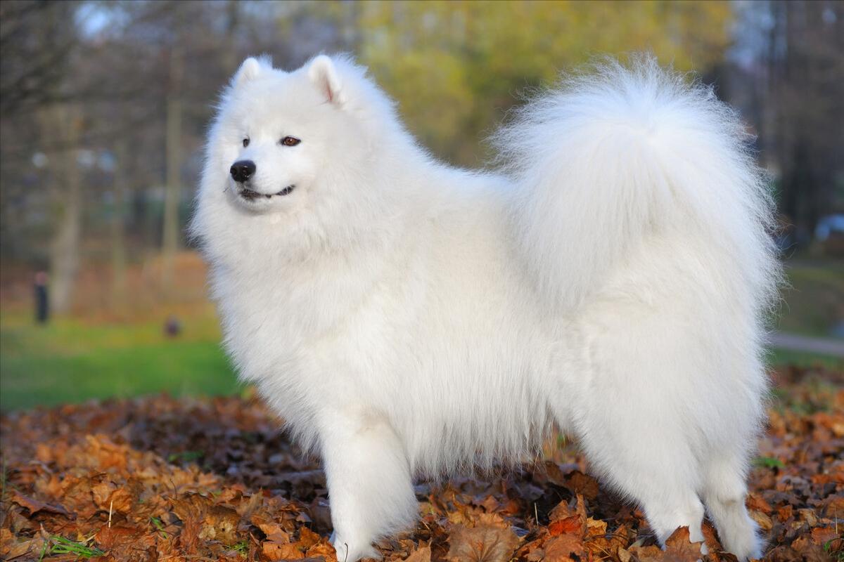 哪个品种的狗狗又好养又乖巧懂事,什么品种的狗狗适合有孩子家庭养