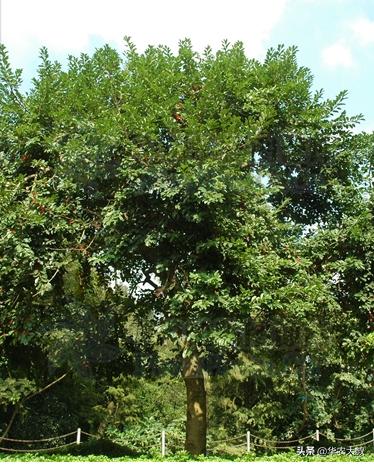 救必应树皮功效,救必应树属于国家保护植物吗