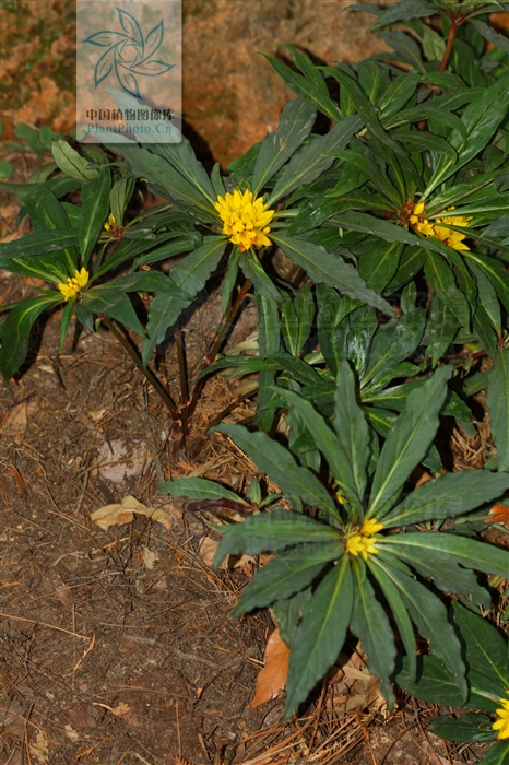 追风伞能治什么病,追风伞主治什么